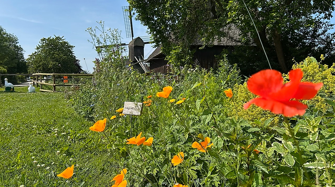 Rieck Haus - Garten