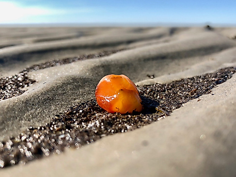 Bernstein in der Nordsee