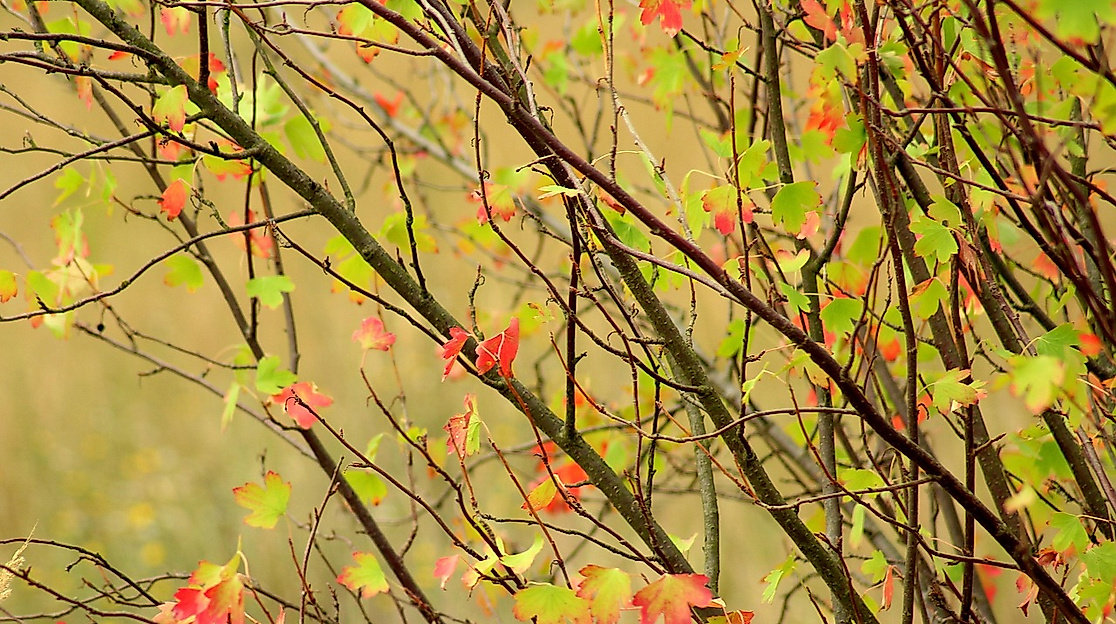 25-11-15 bush-3610303_1280 pixabay