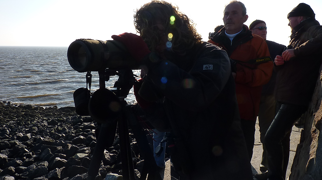 Vogelzug live – Zugvogelbeobachtung an der Kugelbake