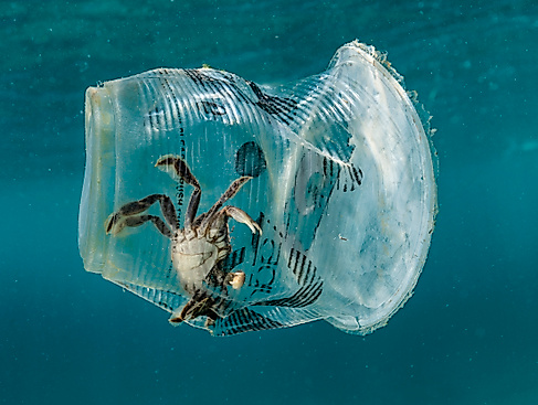 AUSGEBUCHT: Was schwimmt denn da im Meer?