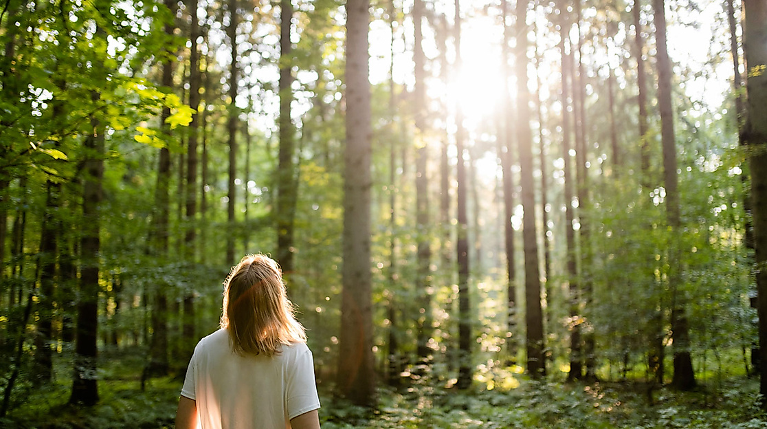 Waldbaden in Hamburg im Sommer| waldimpuls-hamburg