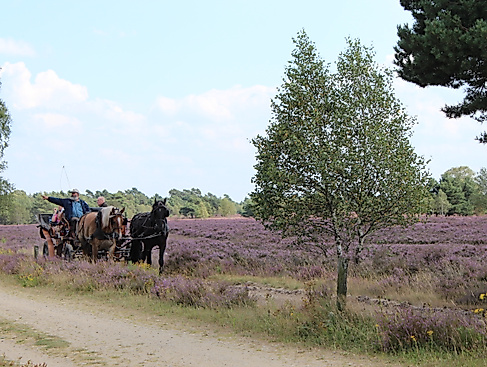 kutschfahrt-in-der-heide-2014-jg-1