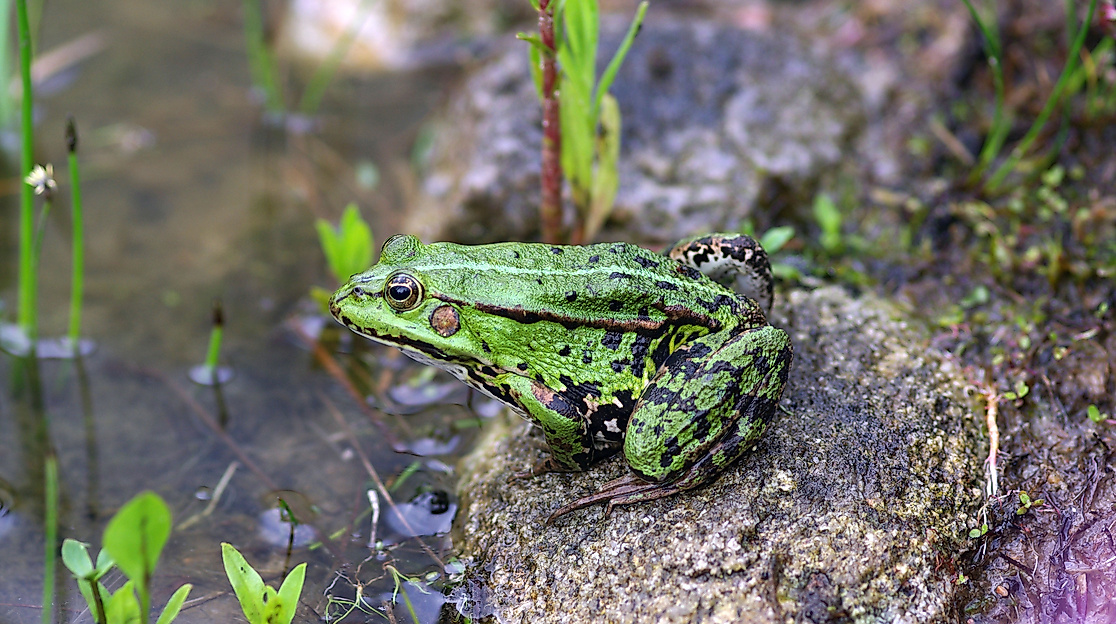 Gartenöffnung Naturgarten Radtke
