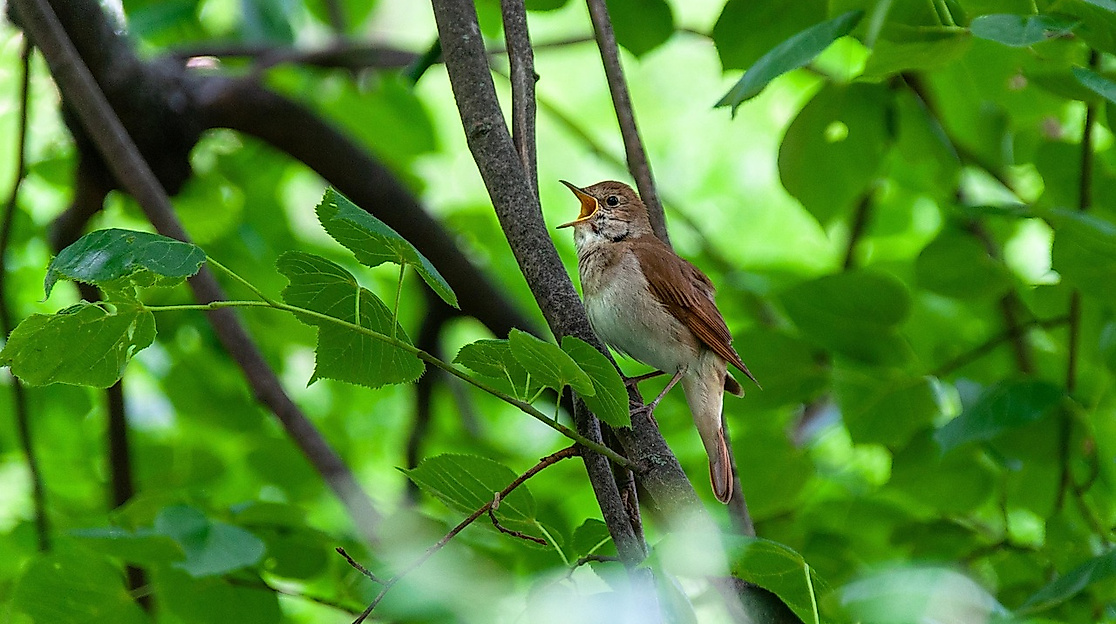 Stimme - das schönste Instrument im Himmel und auf Erden