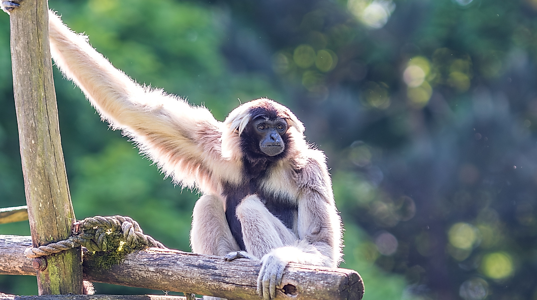 Sommersafari im Zoo Schwerin