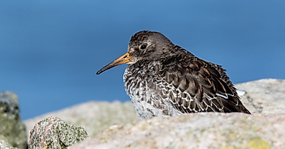 Meerstrandläufer mit gesprenkeltem Gefieder ruht auf Felsen bei Neuwerk vor blauem Himmel