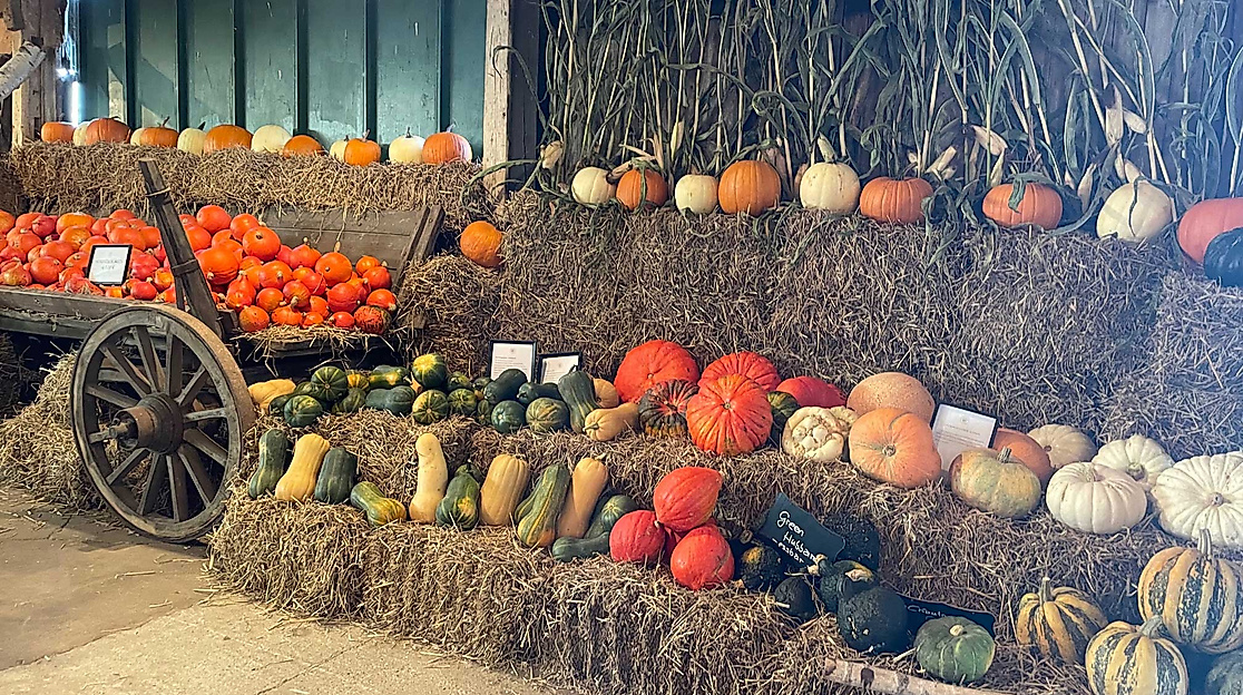 Verkaufsstand-Kürbisse-auf-Stroh-Kürbisscheune-Worth-C-Kürbisscheune-Worth_IMG_5604
