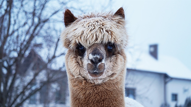 Alpaka-Tour mit Glühwein