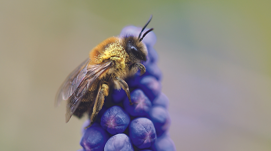 Wildbienenspaziergang