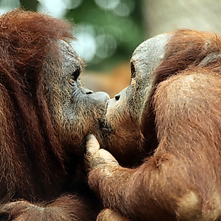 Zwei Orang-Utans in engem Kontakt im Hagenbecks Tierpark in Hamburg