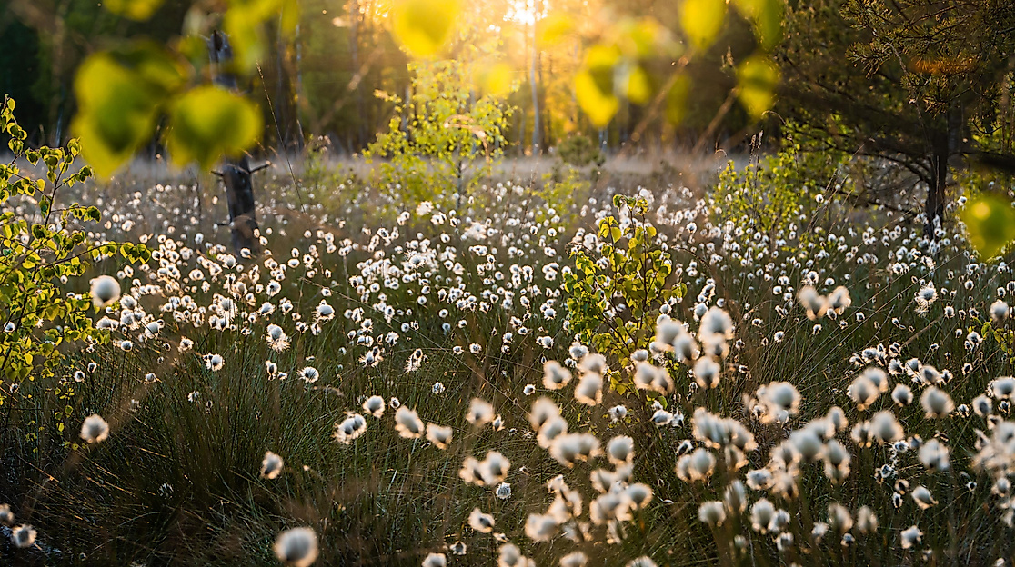 Morgendliche Wanderung durch das Pietzmoor