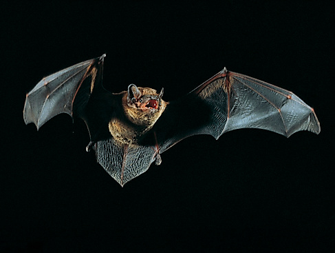 Fledermaus-Safari in Malente