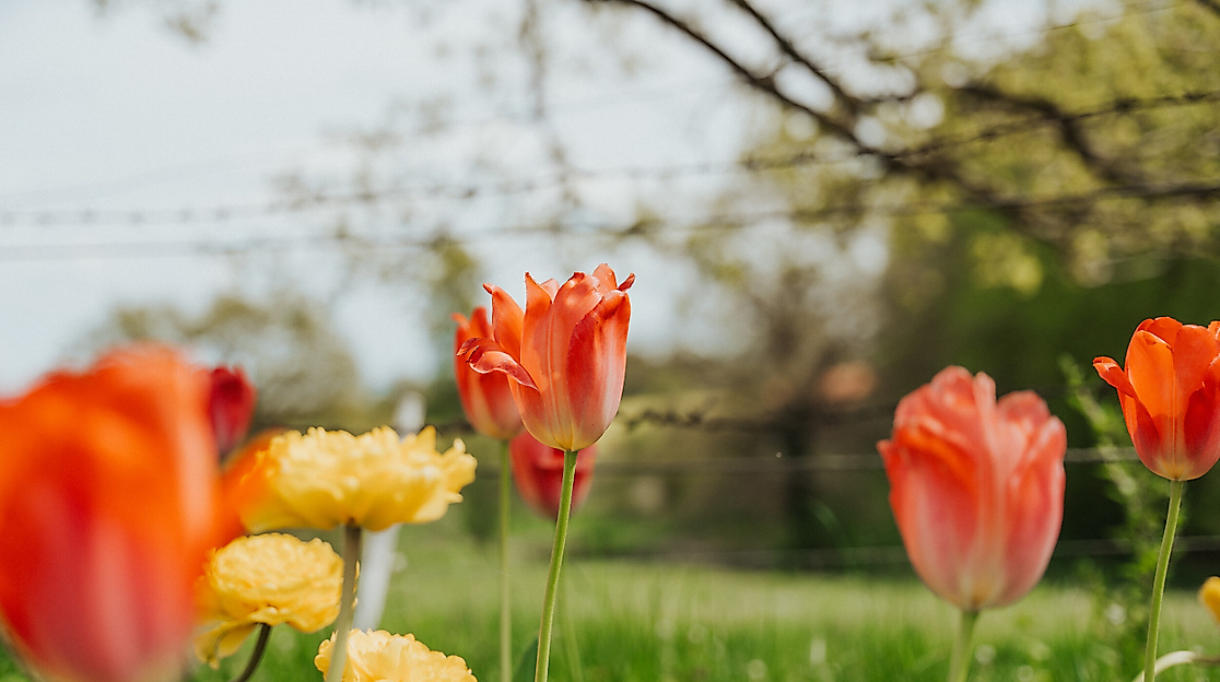 Frühling Rapsblüte in der Lübecker Bucht