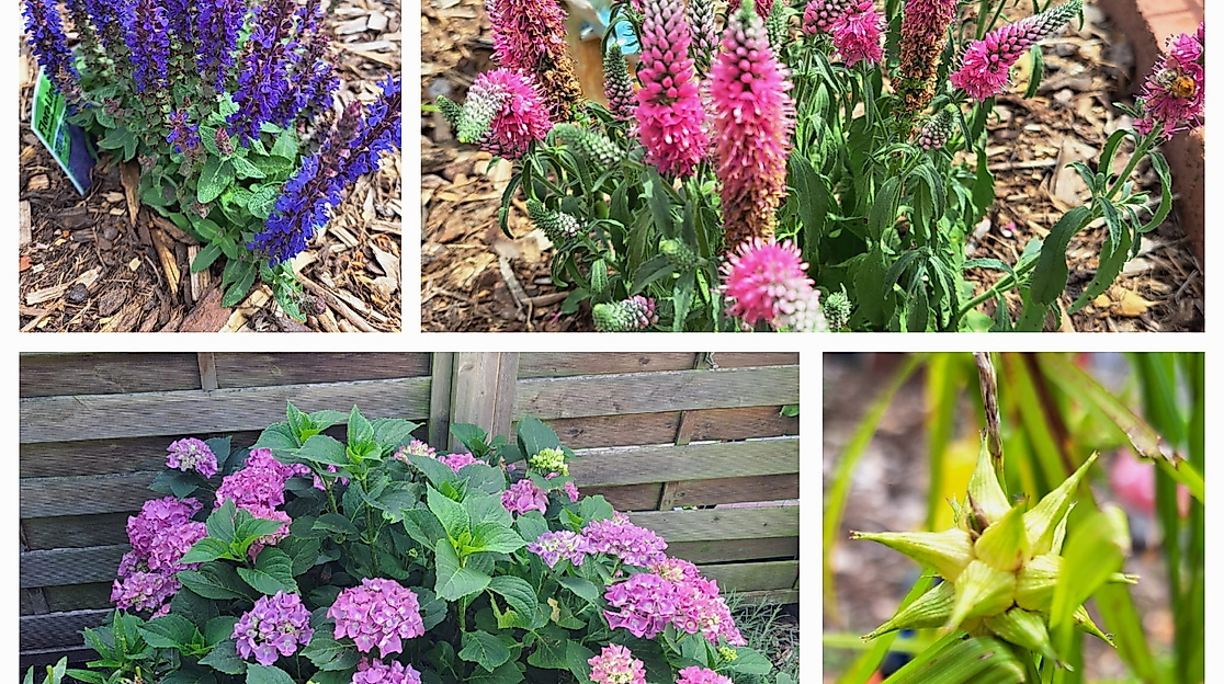 Gartenöffnung Gartenoase Behrendt