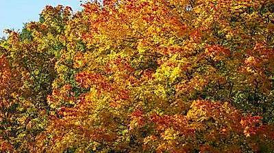 Indian Summer Feeling in Rissen?