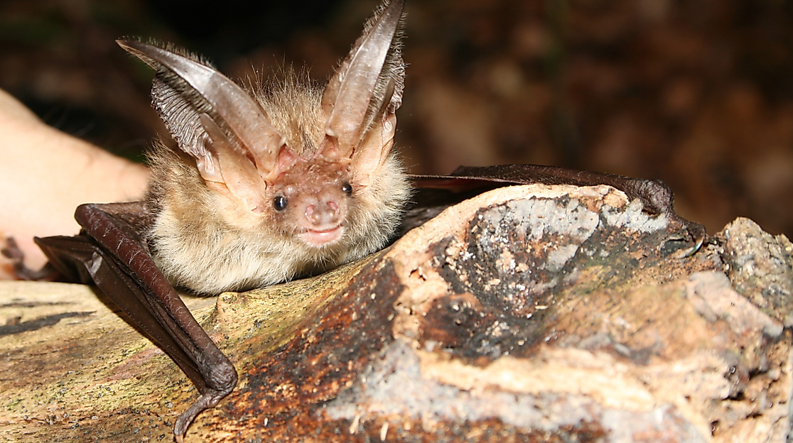 Naturpark-Tour: Fledermauskastenbau mit anschließender Fledermaus-Wanderung
