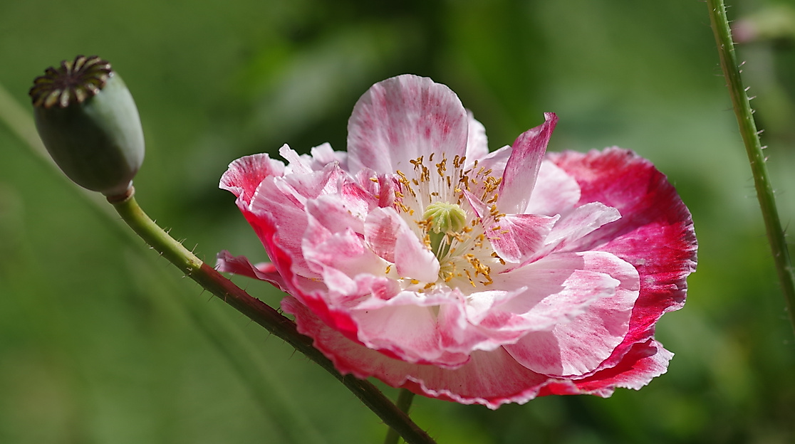 Klatschmohn (Papaver rhoeas)