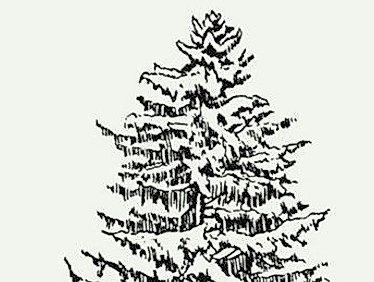 Singen am dunklen Baum