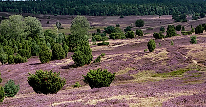 Lueneburger Heide