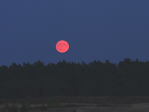 Vollmondwanderung auf dem Heidschnuckenweg - Twisselmoor