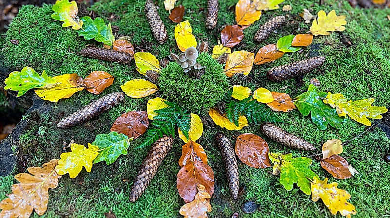 Naturerlebnis beim Waldbaden im Herbst | waldimpuls-hamburg.de