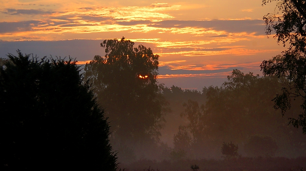 Mondscheinheide