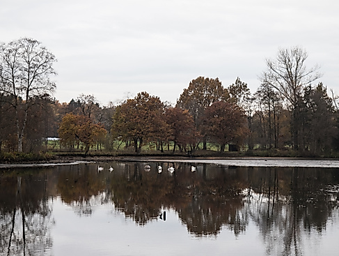 Idyllischer herbstlicher Karpfenteich