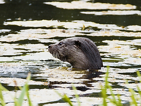 Der Otter - eine Legende kehrt zurück