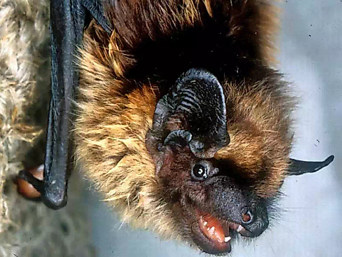 breitfluegelfledermaus