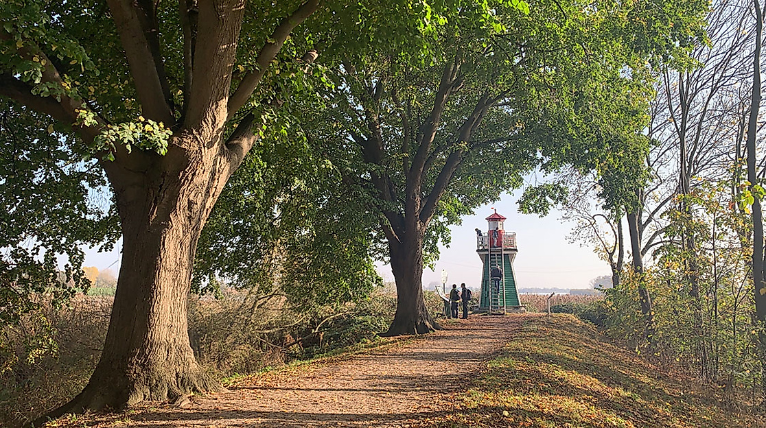 Baumgesäumter Weg zum Leuchtturm Bunthäuser Spitze in Wilhelmsburg, gelegen an der Elbgabelung