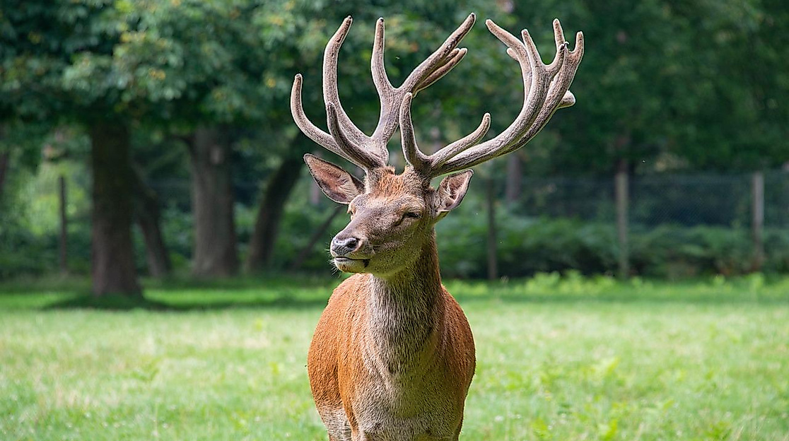 Bild von Siegfried Poepperl auf Pixabay