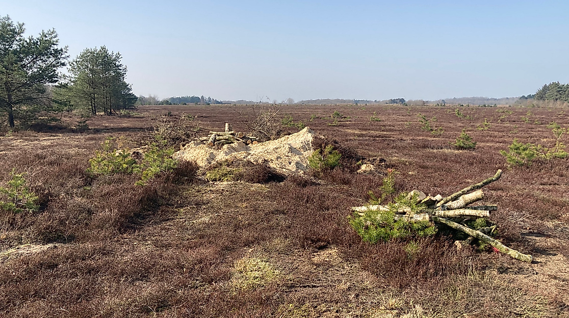 Maßnahmen in der Kransburger Heide