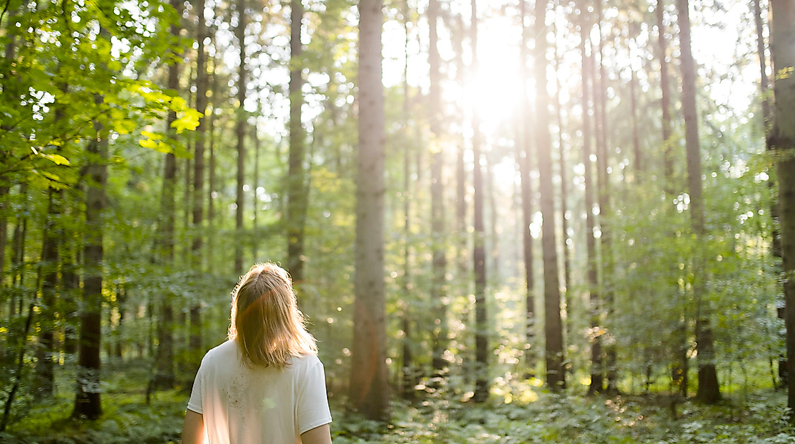 Waldbaden: Den Wald mit allen Sinne genießen