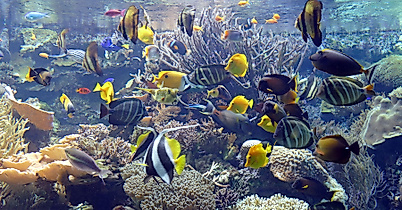 Tropen-Aquarium Hagenbeck