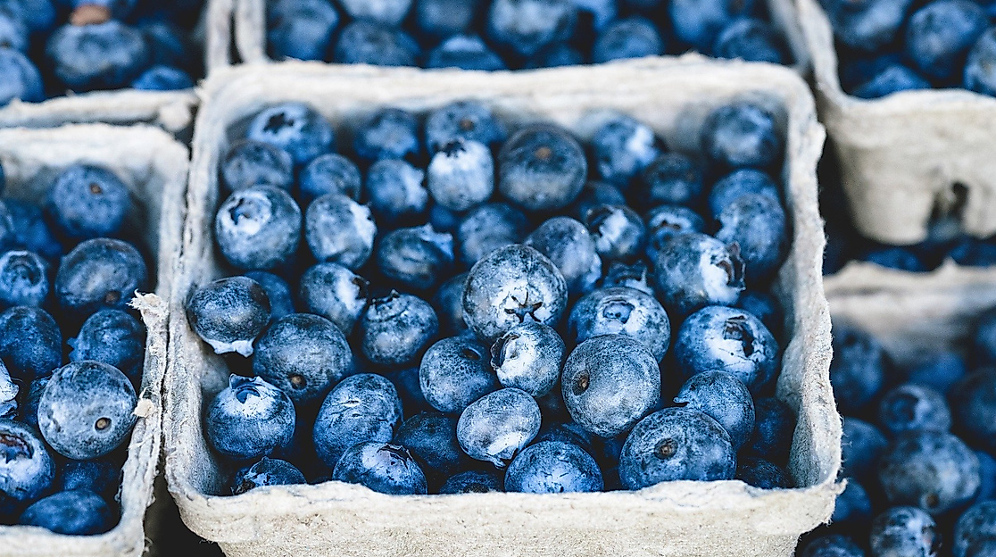 blueberry_c_beth-thomas_pixabay