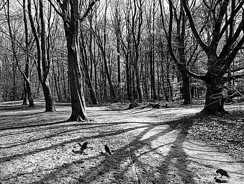 25-10-12 forest-3959136_640 ©pixabay