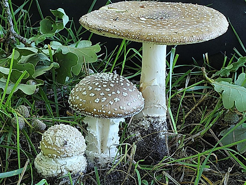 Natur leicht gemacht:Die bunte Vielfalt der Pilze im Buchen- und Eichenwald