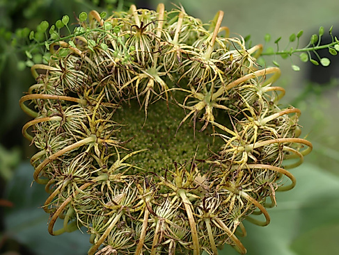 Daucus
