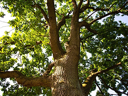 Waldgottesdienst mit Taufen