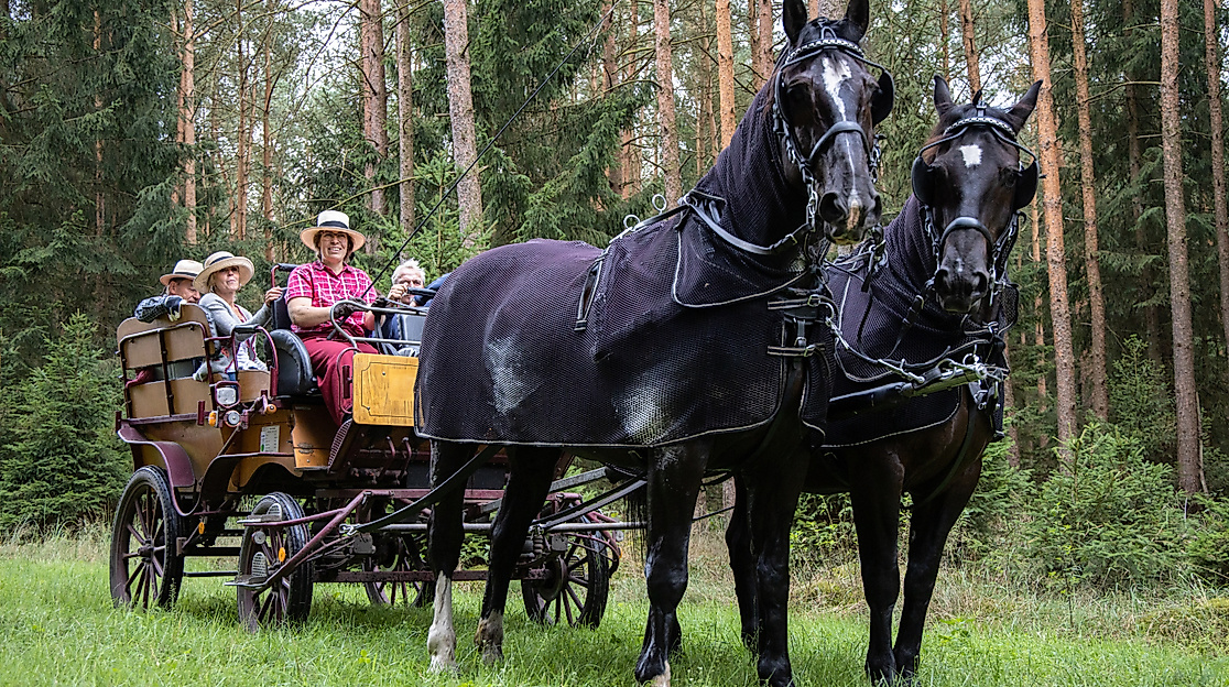 Exklusive Fahrt mit der Wagonette