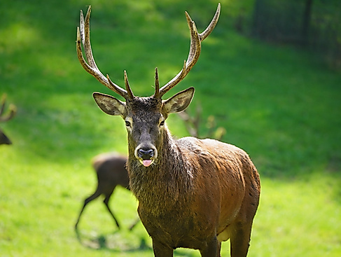 Durchgedreht, Brunftzeit im Wildpark Schwarze Berge