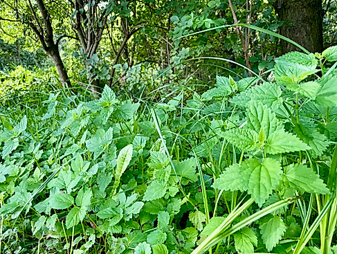 Wildkräuter Brennnessel