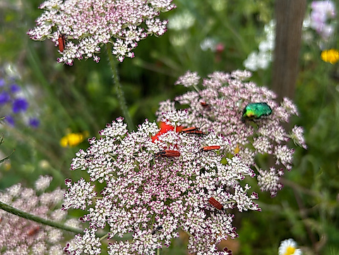 Naturgartenplanung