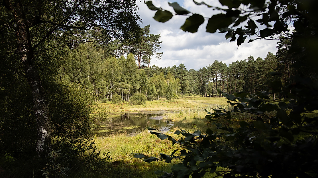 Abgelegene Natur der Südheide