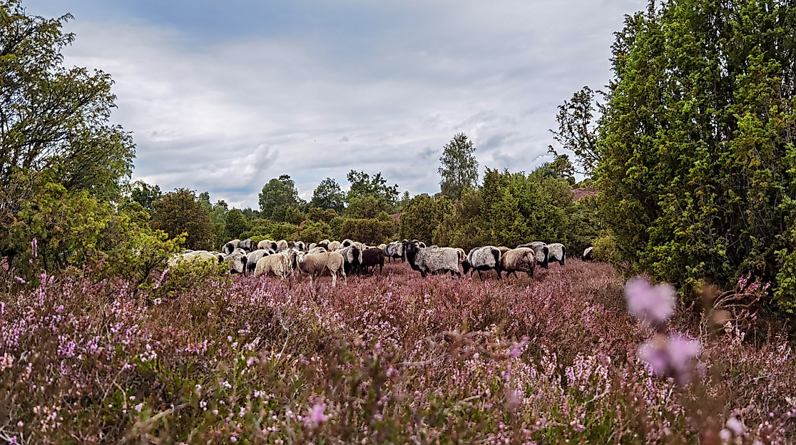 Heideblütenwanderung im Suderburger Land