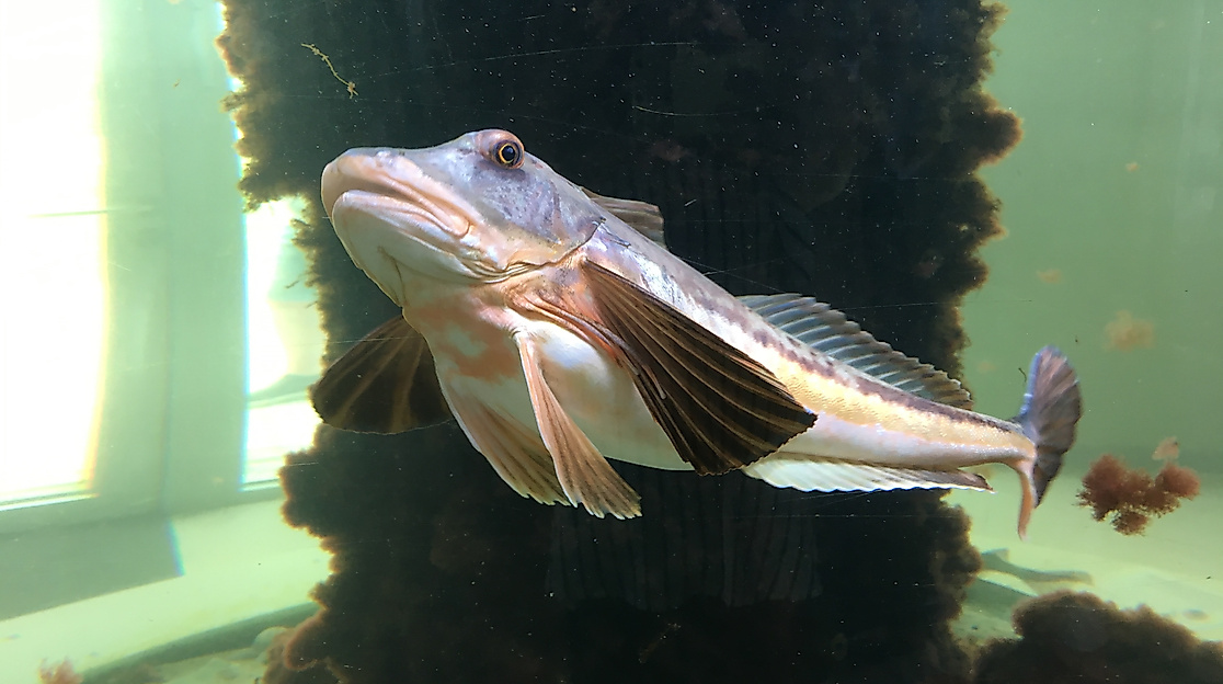öffentliche Aquarienfütterung,immer Mittwochs um 15.30 Uhr, ohne vorherige Anmeldung