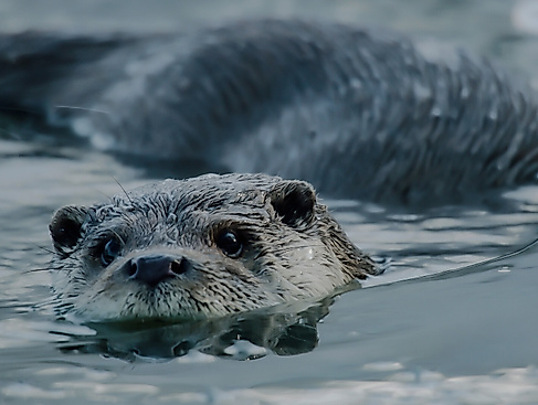 Mecklenburgs geheime Wasserwildnis