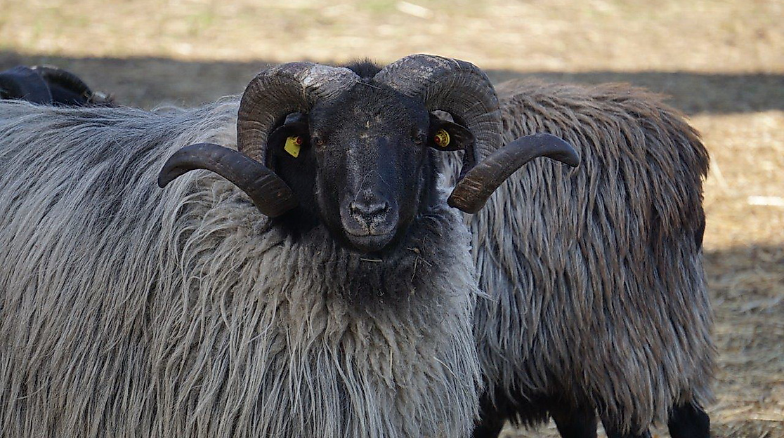 Heidschnuckenwidder