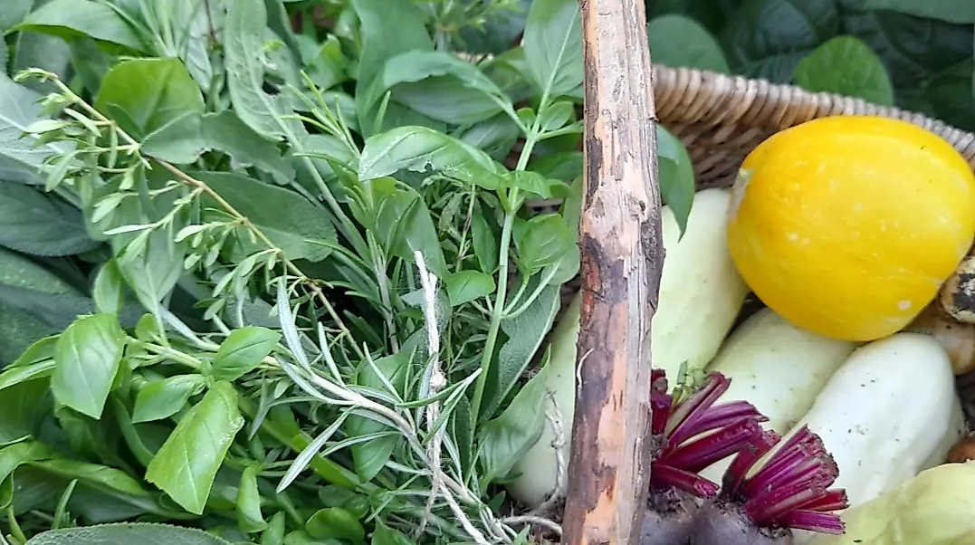 Gartenöffnung Lady Buttercups World